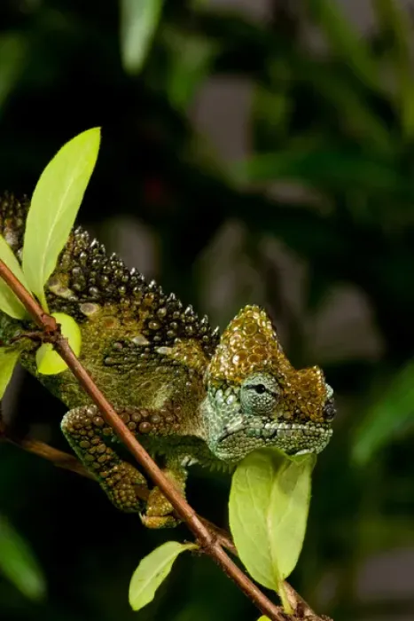 Framed Print : High-casque Chameleon, Trioceros hoehneli, Native to Kenya and Uganda, Habitat: Brush and Scrubs Framed Print : High-casque Chameleon, Trioceros hoehneli, Native to Kenya and Uganda, Habitat: Brush and Scrubs