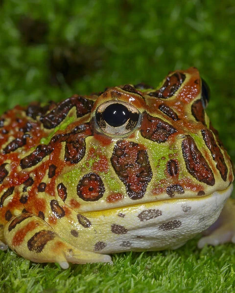 High Red Ornate Pacman Frog, Ceratophrys ornate, controlled conditions