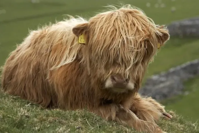 Framed Print : Highland cow near Malham, Yorkshire Dales, North Yorkshire, England Framed Print : Highland cow near Malham, Yorkshire Dales, North Yorkshire, England