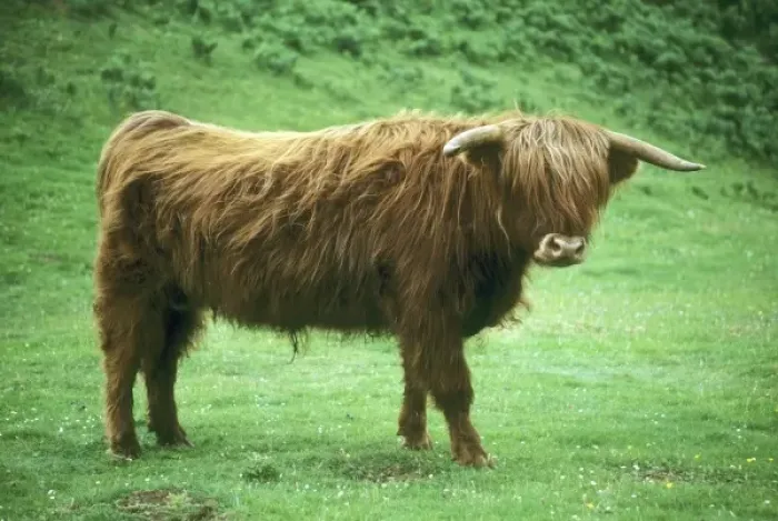 Framed Print : Highland Steer, Island of Mull, Inner Hebrides, Scotland, UK