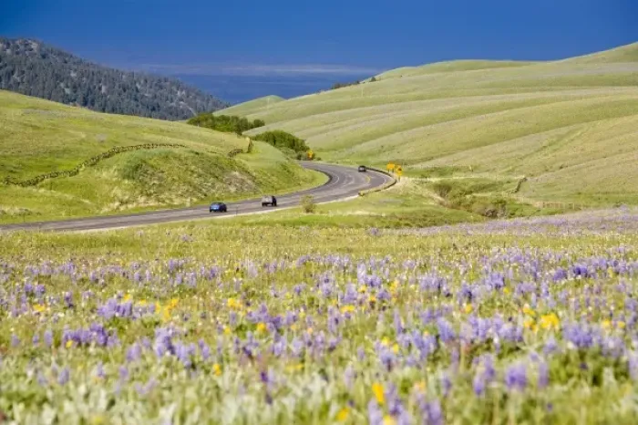 Framed Print : Highway 16 aka the Cloud Peak Skyway runs past a vast field of wildflowers in Framed Print : Highway 16 aka the Cloud Peak Skyway runs past a vast field of wildflowers in