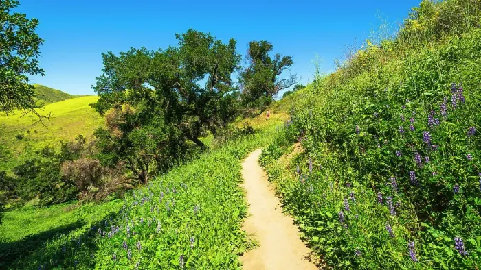 Framed Print : Hiker and lupine in Harmon Canyon Preserve, Ventura, California, USA (MR) Framed Print : Hiker and lupine in Harmon Canyon Preserve, Ventura, California, USA (MR)