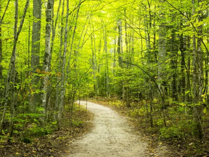 Framed Print : Hiking trail in forest during early Autumn Framed Print : Hiking trail in forest during early Autumn