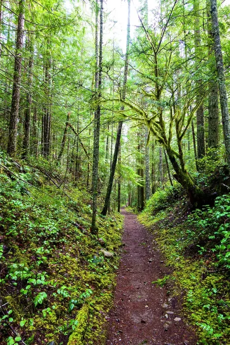 Framed Print : Hiking trail in forest, Little River Trail, Olympic National Forest, Port Angeles, Washington State, USA