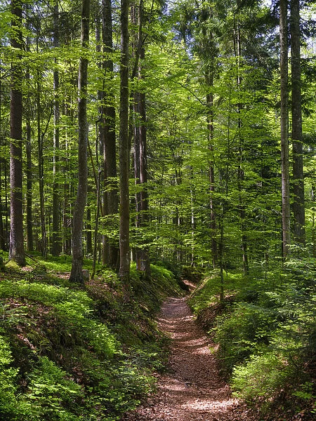 Hiking trail in primeval forest in the National Park Bavarian Forest near Sankt Oswald. Europe, Central Europe, Germany, Bavaria