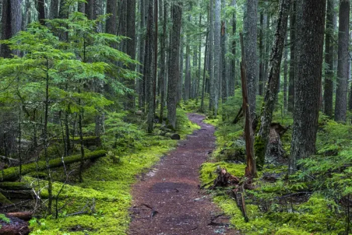 Framed Print : Hiking trail winds through mosyy rainforest in Glacier National Park, Montana, USA