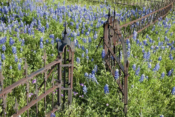 Hill Country, Texas, Bluebonnets and flox surrounding a cemetary gate and fence