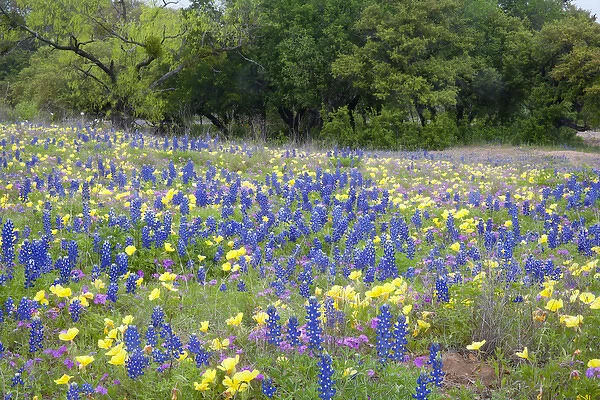 Hill Country, Texas, Bluebonnets, primrose, and flox blanketing the ground in front