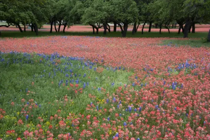 Framed Print : Hill Country, Texas, Indian Paint Brush and bluebonnets carpet the landscape before Framed Print : Hill Country, Texas, Indian Paint Brush and bluebonnets carpet the landscape before