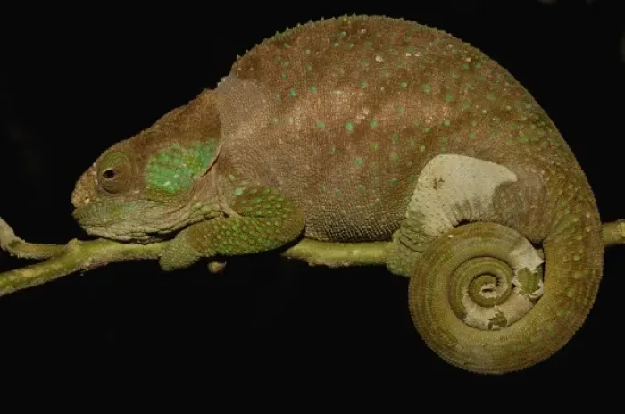 Framed Print : Hilleniusi chameleon (Calumma hilleniusi) FORMALLY SUB-SPECIES OF CALUMMA BREVICORNIS Framed Print : Hilleniusi chameleon (Calumma hilleniusi) FORMALLY SUB-SPECIES OF CALUMMA BREVICORNIS