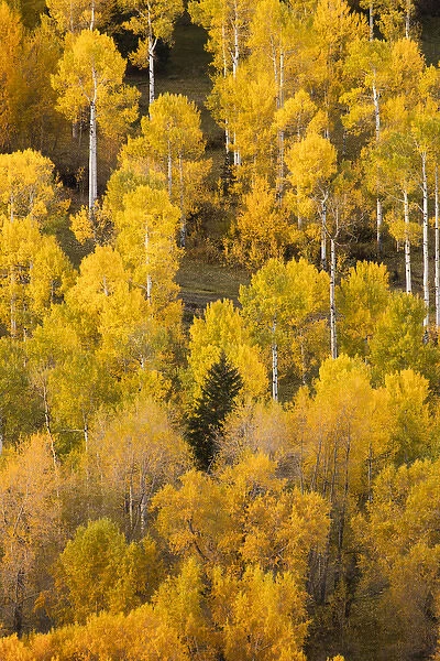 Hillside of autumn aspen trees, Sneffels Range, Mount Sneffels Wilderness, Uncompahgre