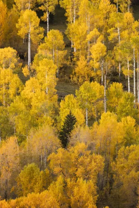 Framed Print : Hillside of autumn aspen trees, Sneffels Range, Mount Sneffels Wilderness, Uncompahgre
