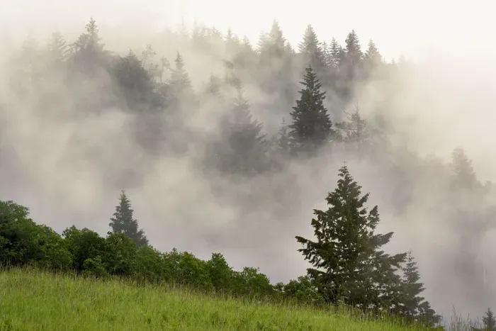 Framed Print : Hillside of evergreen trees among fog, Bald Hills Road, California