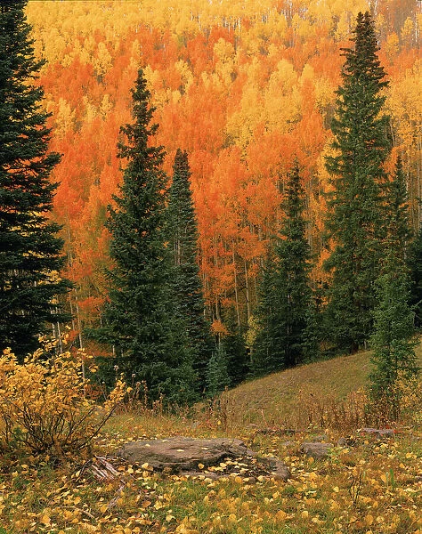 Hillside of Fall color, orange and gold Aspen trees in the Colorado Rocky Mountains