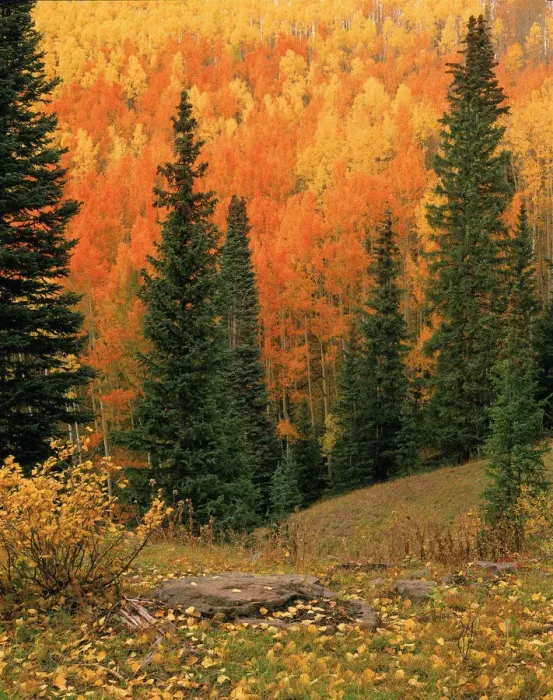 Framed Print : Hillside of Fall color, orange and gold Aspen trees in the Colorado Rocky Mountains Framed Print : Hillside of Fall color, orange and gold Aspen trees in the Colorado Rocky Mountains
