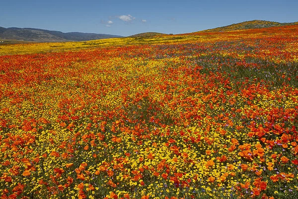 Hillside filled with Goldfields and California poppies near Lancaster