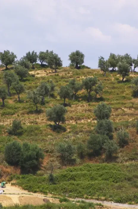Framed Print : Hillside with olive trees. Berat lower town. Albania, Balkan, Europe Framed Print : Hillside with olive trees. Berat lower town. Albania, Balkan, Europe