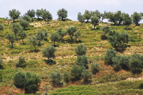 Hillside with olive trees. Berat lower town. Albania, Balkan, Europe