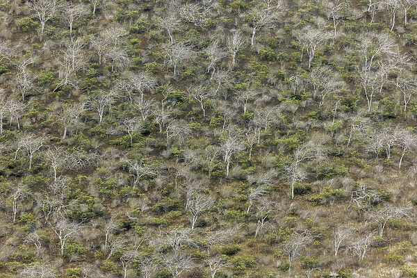 Hillside of palo santo trees. Floreana Island, Galapagos Islands, Ecuador