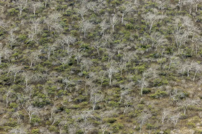 Framed Print : Hillside of palo santo trees. Floreana Island, Galapagos Islands, Ecuador