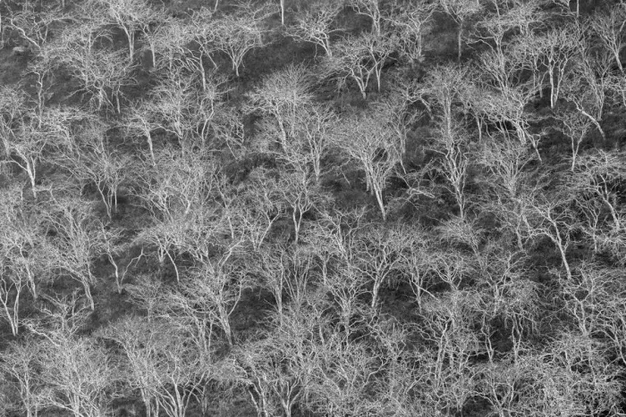 Framed Print : Hillside of palo santo trees. Floreana Island, Galapagos Islands, Ecuador