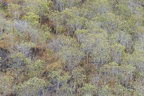 Hillside of palo Santo trees. San Cristobal Island, Galapagos Islands, Ecuador
