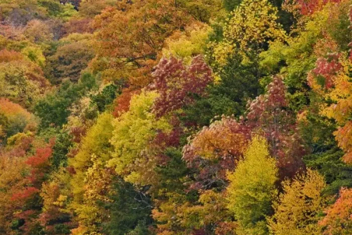 Framed Print : Hillside pattern of autumn colors, Southern Appalachian Mountains near Grandfather Mountain Framed Print : Hillside pattern of autumn colors, Southern Appalachian Mountains near Grandfather Mountain