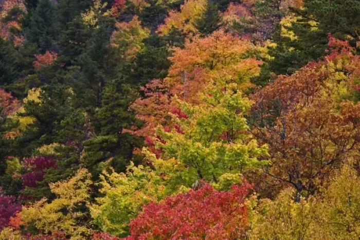 Framed Print : Hillside pattern of autumn colors, Southern Appalachian Mountains near Grandfather Mountain Framed Print : Hillside pattern of autumn colors, Southern Appalachian Mountains near Grandfather Mountain