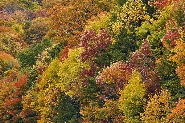 Hillside pattern of autumn colors, Southern Appalachian Mountains near Grandfather Mountain