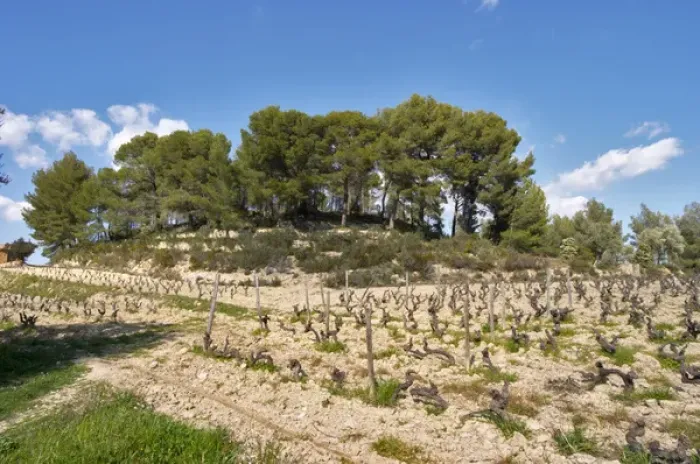 Framed Print : The hilltop with the small tower that has given its name to the domaine. Mourvedre Framed Print : The hilltop with the small tower that has given its name to the domaine. Mourvedre