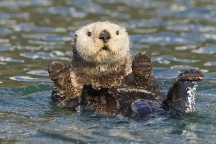 Framed Print : Hinchinbrook Island, Prince William Sound, Alaska, a female sea otter lounges in