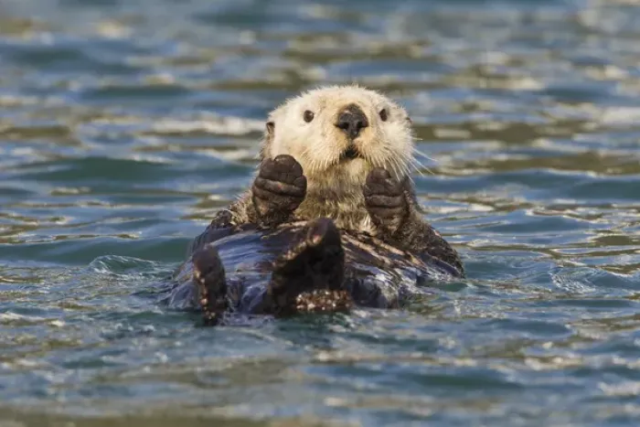 Framed Print : Hinchinbrook Island, Prince William Sound, Alaska, a female sea otter lounges in Framed Print : Hinchinbrook Island, Prince William Sound, Alaska, a female sea otter lounges in