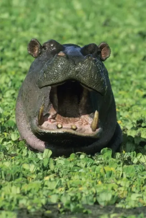 Framed Print : Hippopatamus, (H. amphibius), Kenya, Masai Mara Reserve, Hippopotamus in weed-choked pool Framed Print : Hippopatamus, (H. amphibius), Kenya, Masai Mara Reserve, Hippopotamus in weed-choked pool