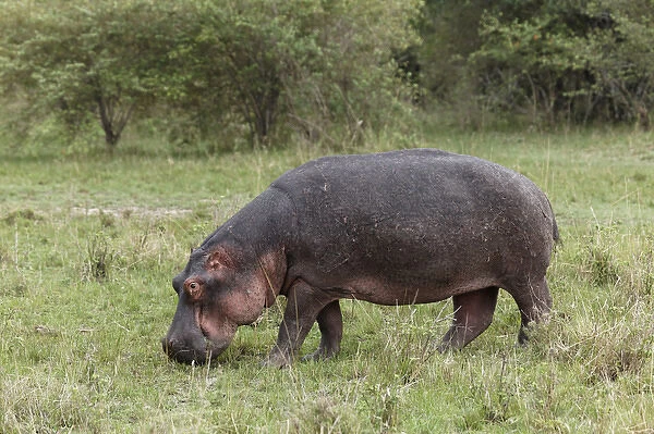Hippopotamus grazing away from riverside, Masai Mara, Kenya, Africa