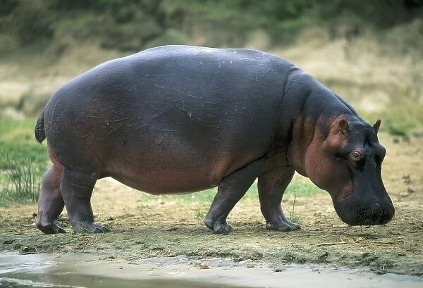 Hippopotamus, (H. amphibius), Kazinga Channel, Queen Elizabeth NP, Uganda