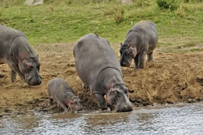 Framed Print : Hippopotamus, Hippopotamus Framed Print : Hippopotamus, Hippopotamus