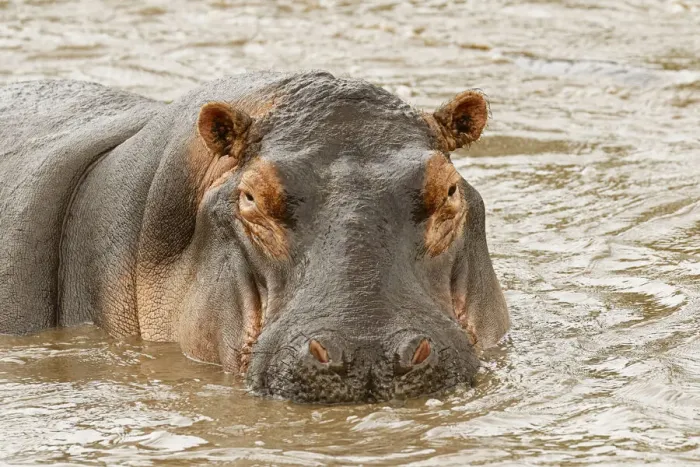 Framed Print : Hippopotamus, Hippopotamus amphibius, Serengeti National Park, Tanzania, Africa Framed Print : Hippopotamus, Hippopotamus amphibius, Serengeti National Park, Tanzania, Africa