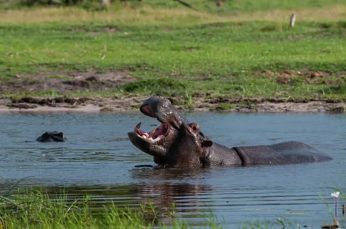 Framed Print : A hippopotamus, Hippopotamus amphibius, in water, exhibiting territorial behavior. Khwai Concession Area, Okavango, Botswana