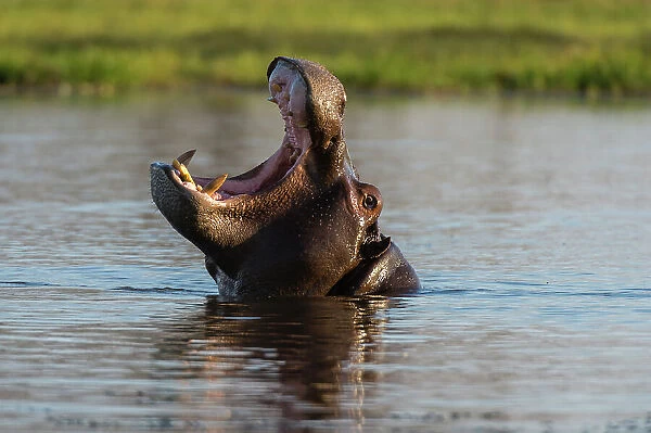 A hippopotamus, Hippopotamus amphibius, in a mouth opening territorial display. Okavango Delta, Botswana