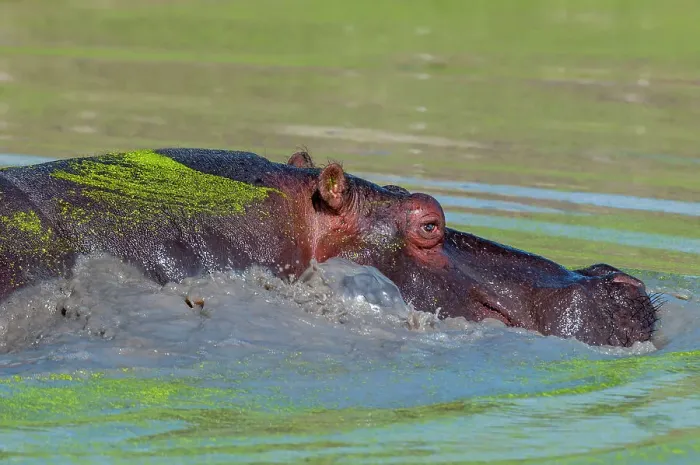 Framed Print : A hippopotamus, Hippopotamus amphibius, partially submerged in a duckweed-covered pond. Mala Mala Game Reserve, South Africa