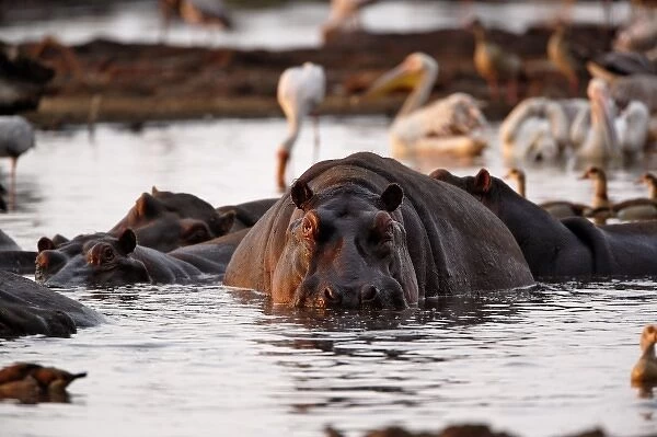 Hippopotamus, Hippopotamus amphibius, Lake Manyara, Lake Manyara National Park, Tanzania
