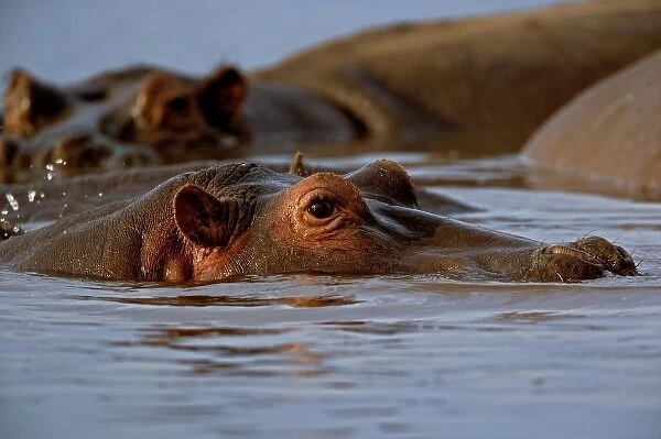Hippopotamus, Hippopotamus amphibius, Lake Manyara, Lake Manyara National Park, Tanzania