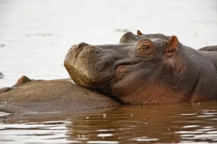 Framed Print : Hippopotamus, Hippopotamus amphibius, Lake Manyara, Lake Manyara National Park, Tanzania Framed Print : Hippopotamus, Hippopotamus amphibius, Lake Manyara, Lake Manyara National Park, Tanzania