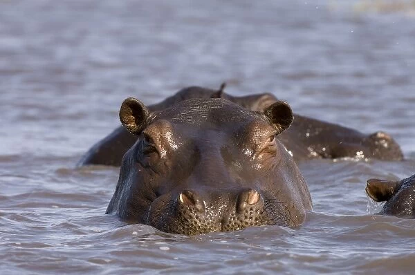 Hippopotamus (Hippopotamus Amphibius), Busanga Plains, Kafue National Park, Zambia