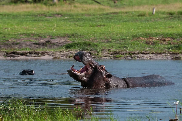 A hippopotamus, Hippopotamus amphibius, in water, exhibiting territorial behavior. Khwai Concession Area, Okavango, Botswana