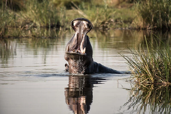 Hippopotamus with huge yawn and dripping water from mouth in river