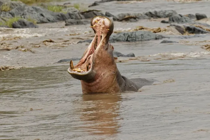 Framed Print : Hippopotamus making threat display, Hippopotamus amphibius, Serengeti National Park Framed Print : Hippopotamus making threat display, Hippopotamus amphibius, Serengeti National Park