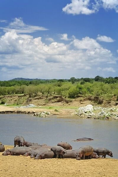 Hippopotamus along Mara River, Hippopotamus amphibius, Serengeti National Park, Tanzania