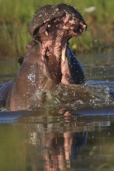 Hippopotomus with wide open mouth creating mighty splash in the water hole