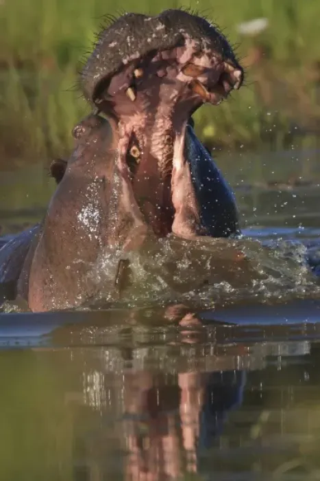 Framed Print : Hippopotomus with wide open mouth creating mighty splash in the water hole Framed Print : Hippopotomus with wide open mouth creating mighty splash in the water hole